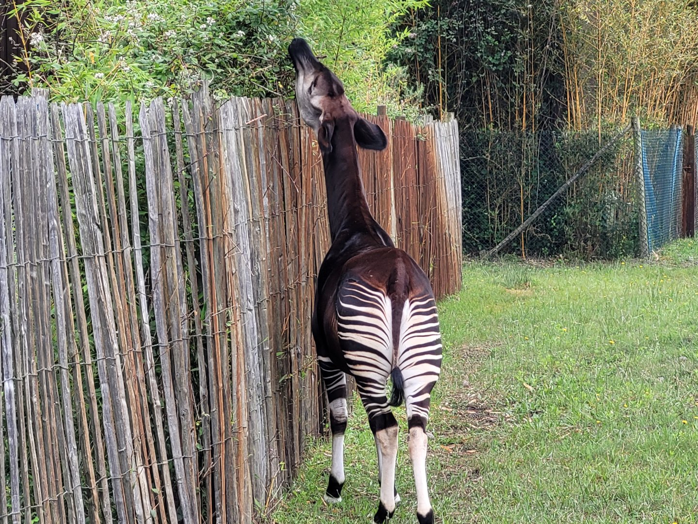 Okapi -Zoo du bassin d'Arcachon (2024)