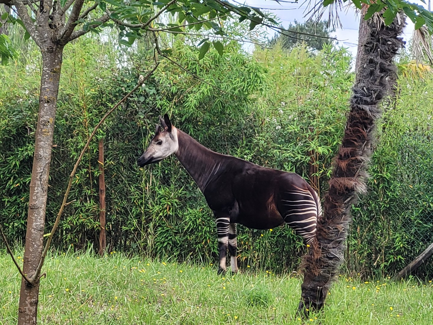 Okapi -Zoo du bassin d'Arcachon (2024)