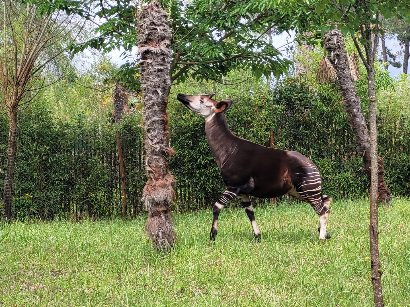 Okapi -Zoo du bassin d'Arcachon (2024)