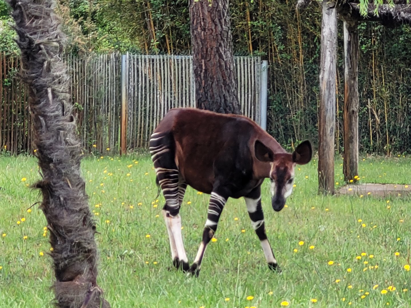 Okapi -Zoo du bassin d'Arcachon (2024)