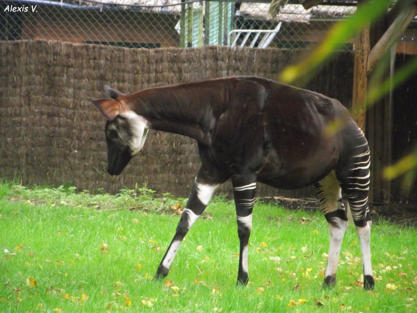 Okapi - Zooparc de Beauval - 13/10/2024