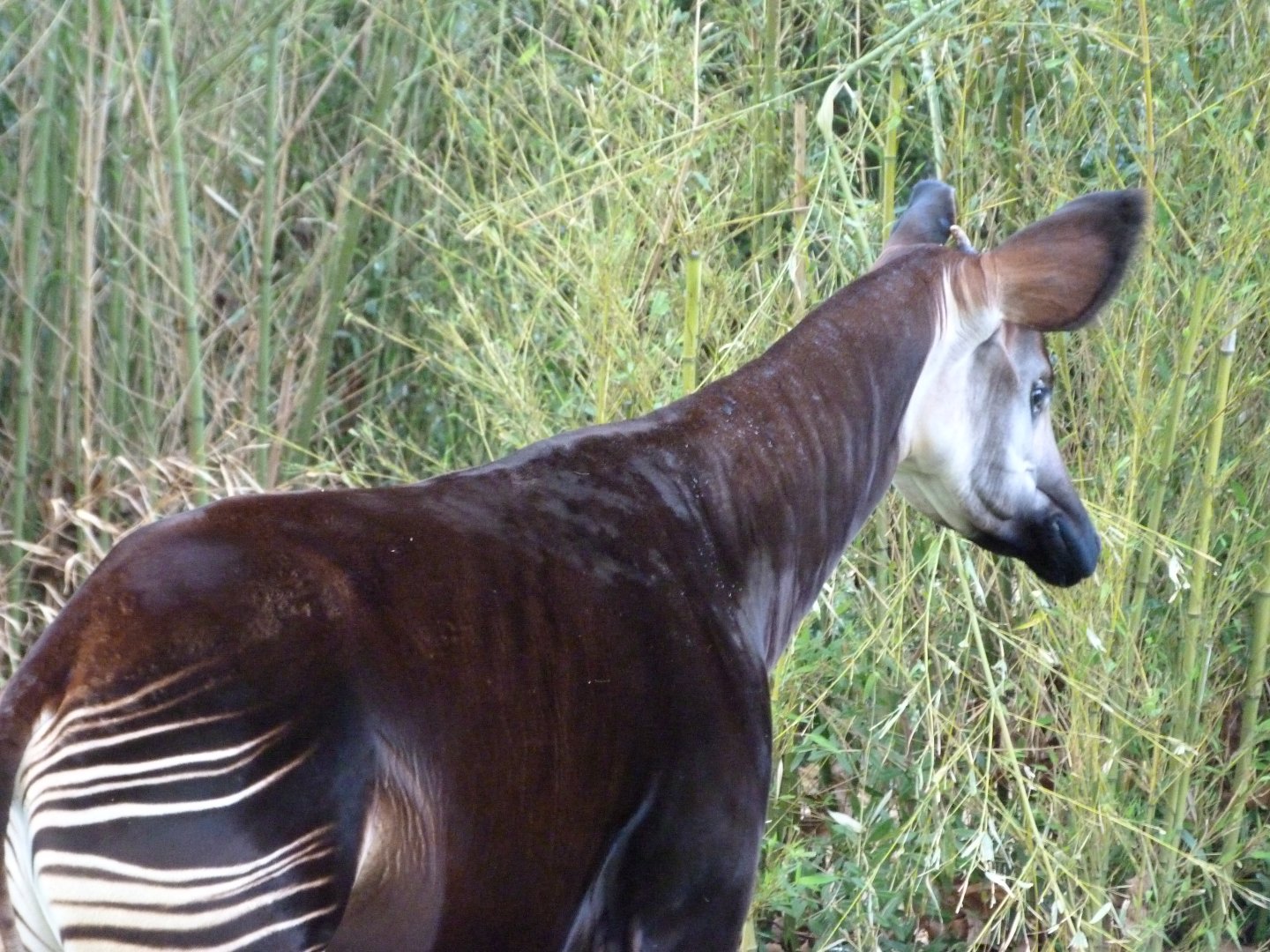 Okapi -ZooParc de Beauval (2025)