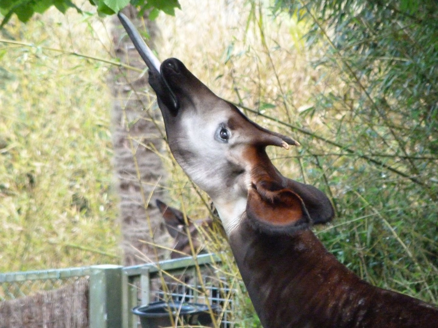 Okapi -ZooParc de Beauval (2025)