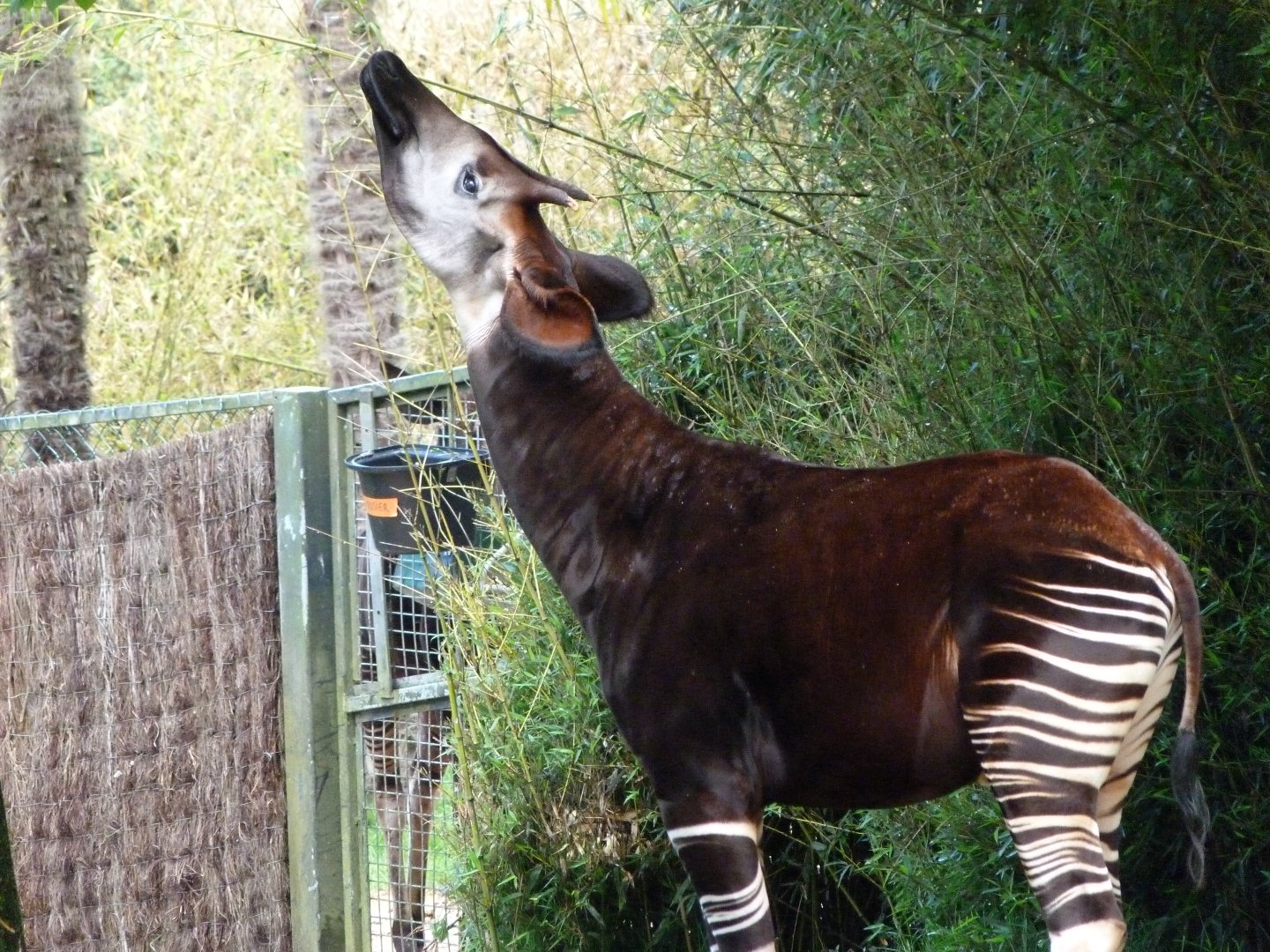Okapi -ZooParc de Beauval (2025)