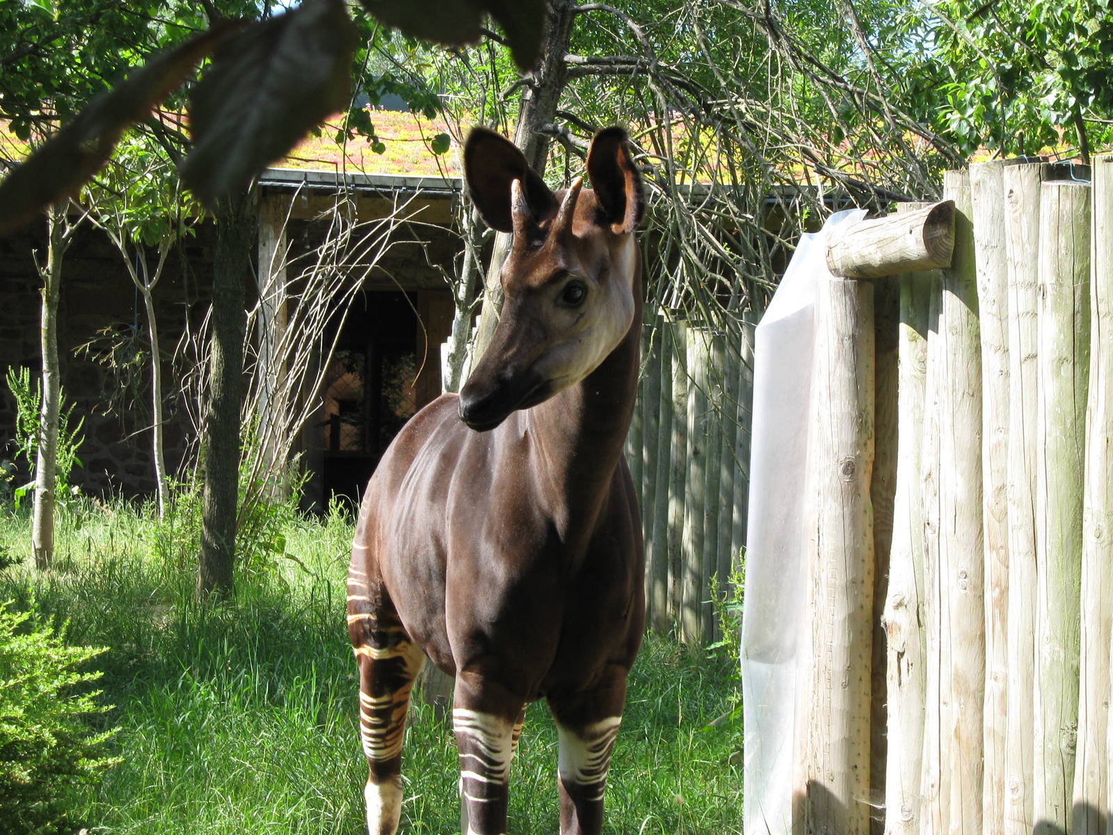 Okapi