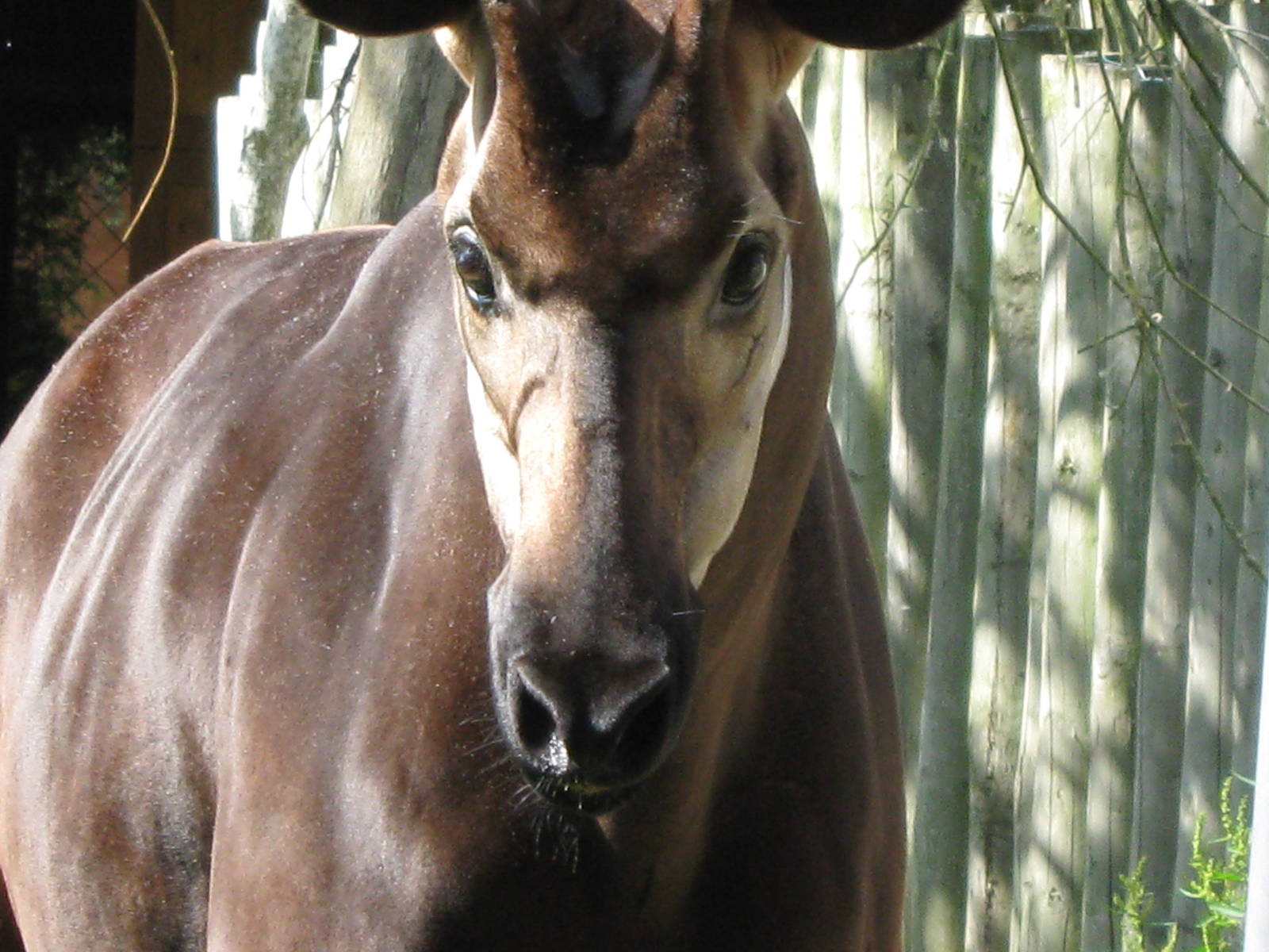 Okapi