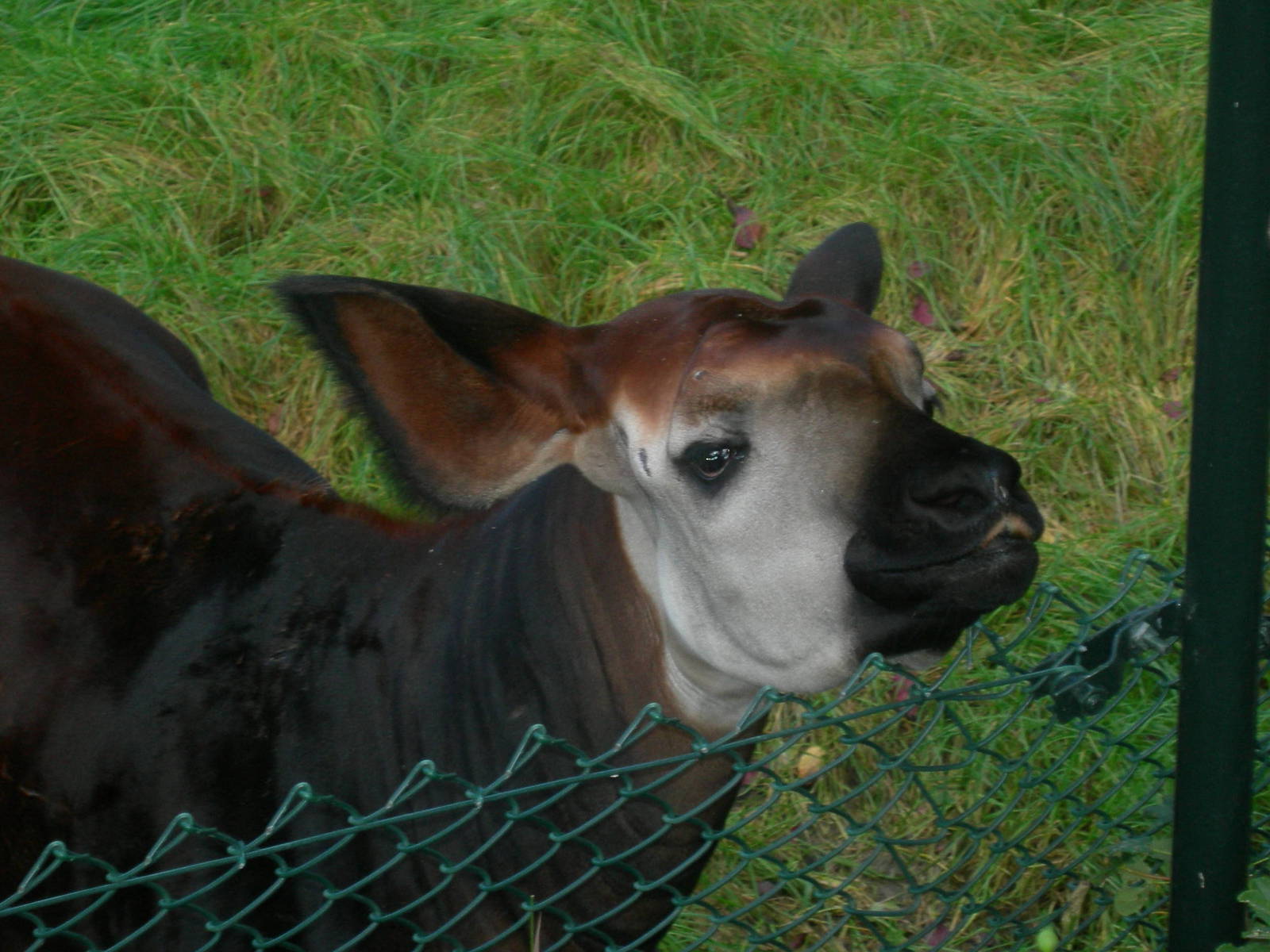 Okapi