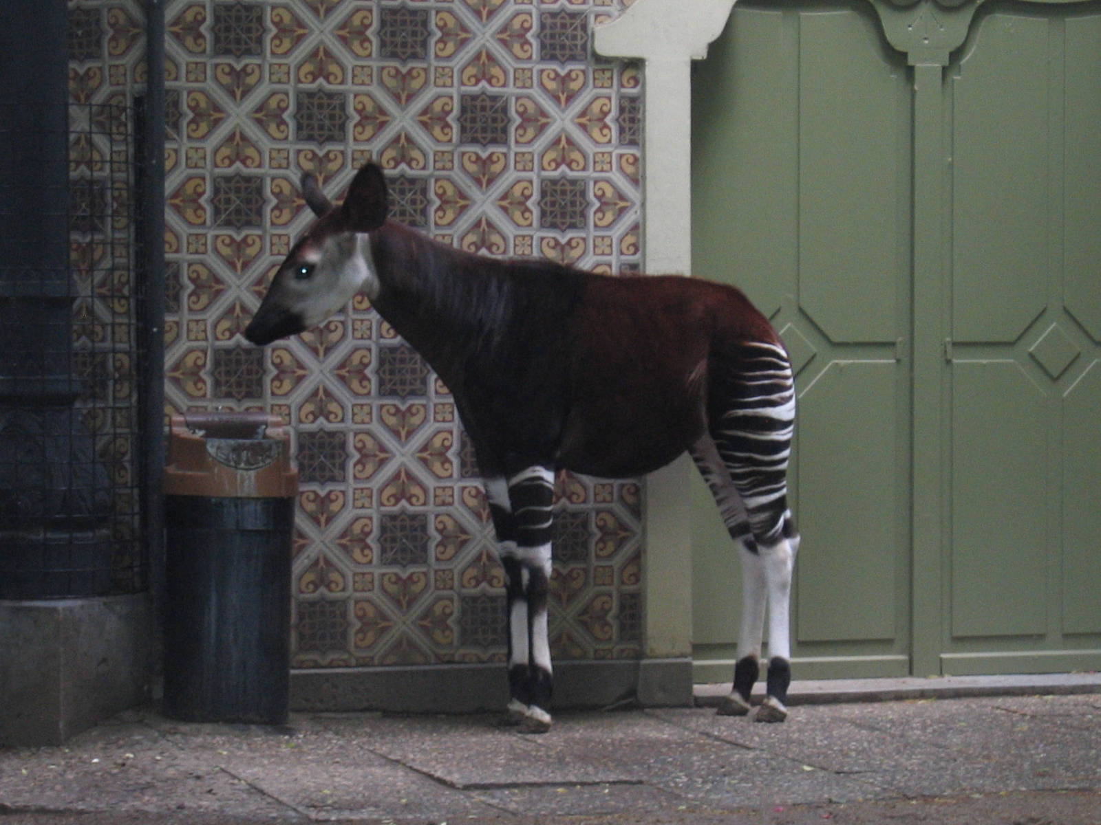 Okapi