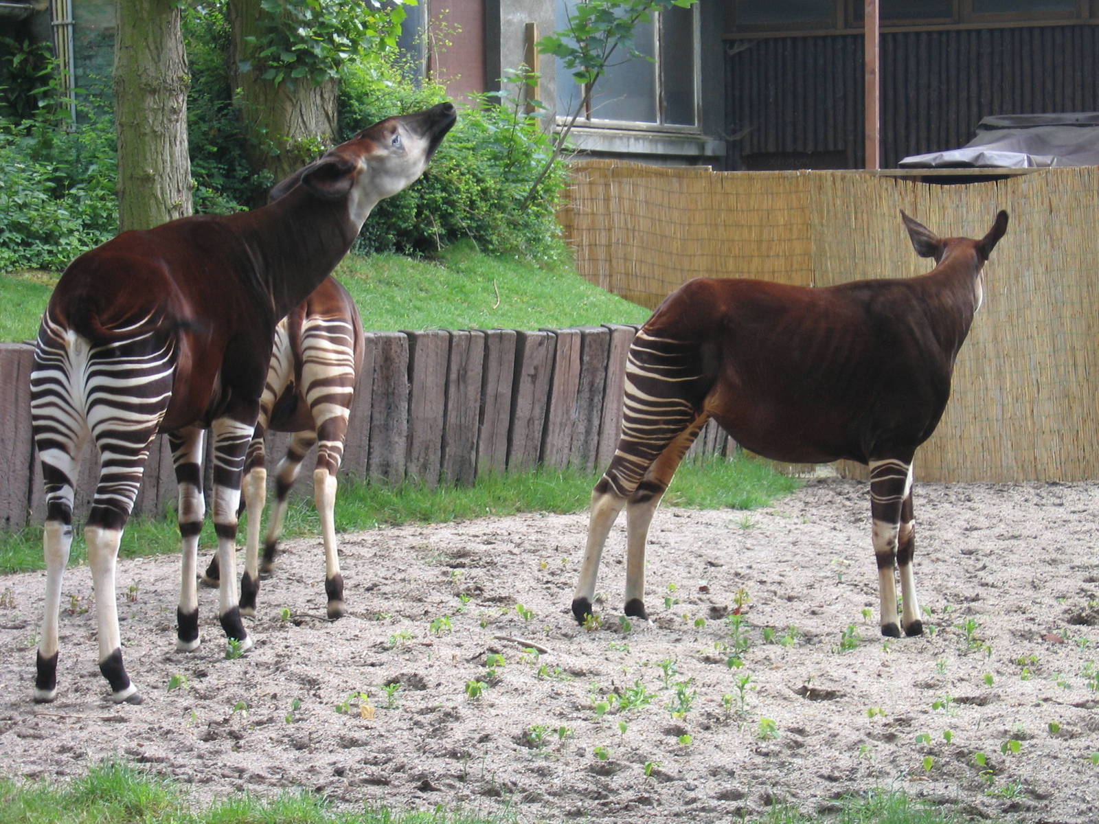 Okapi