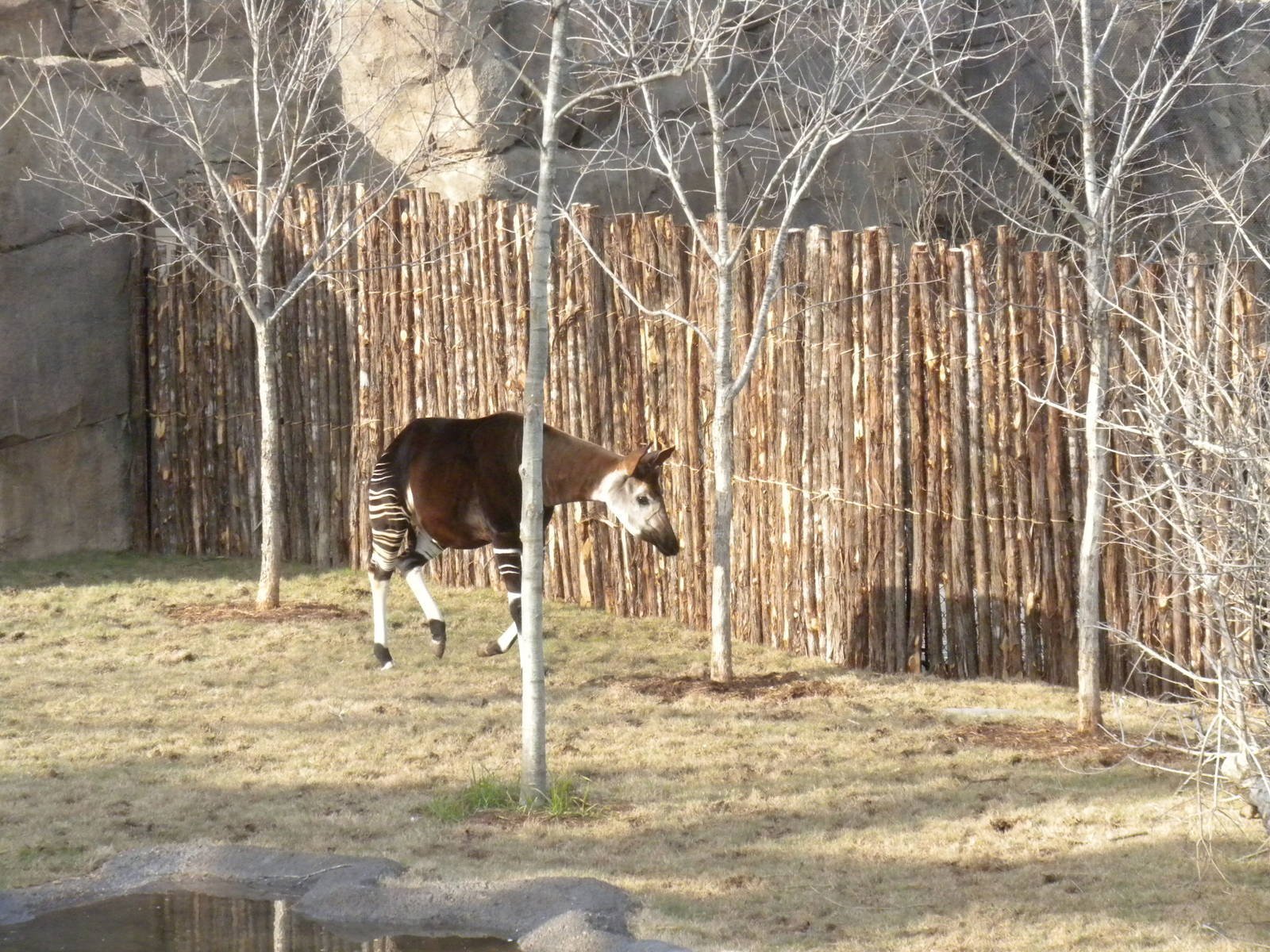 Okapi