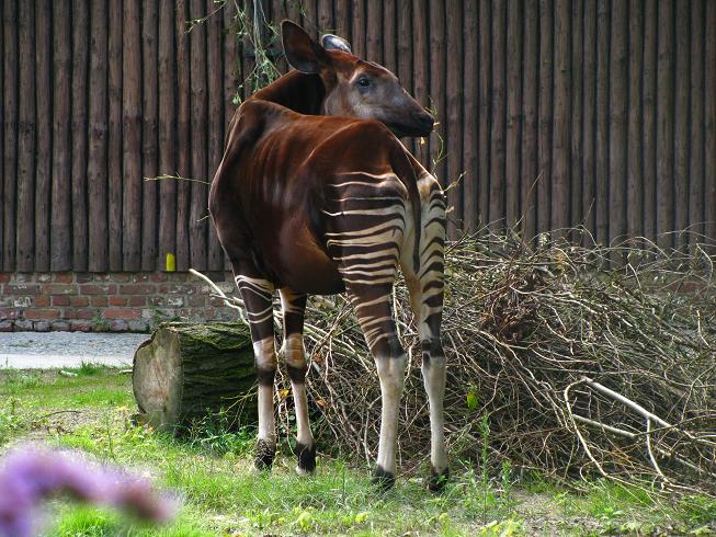 Okapi