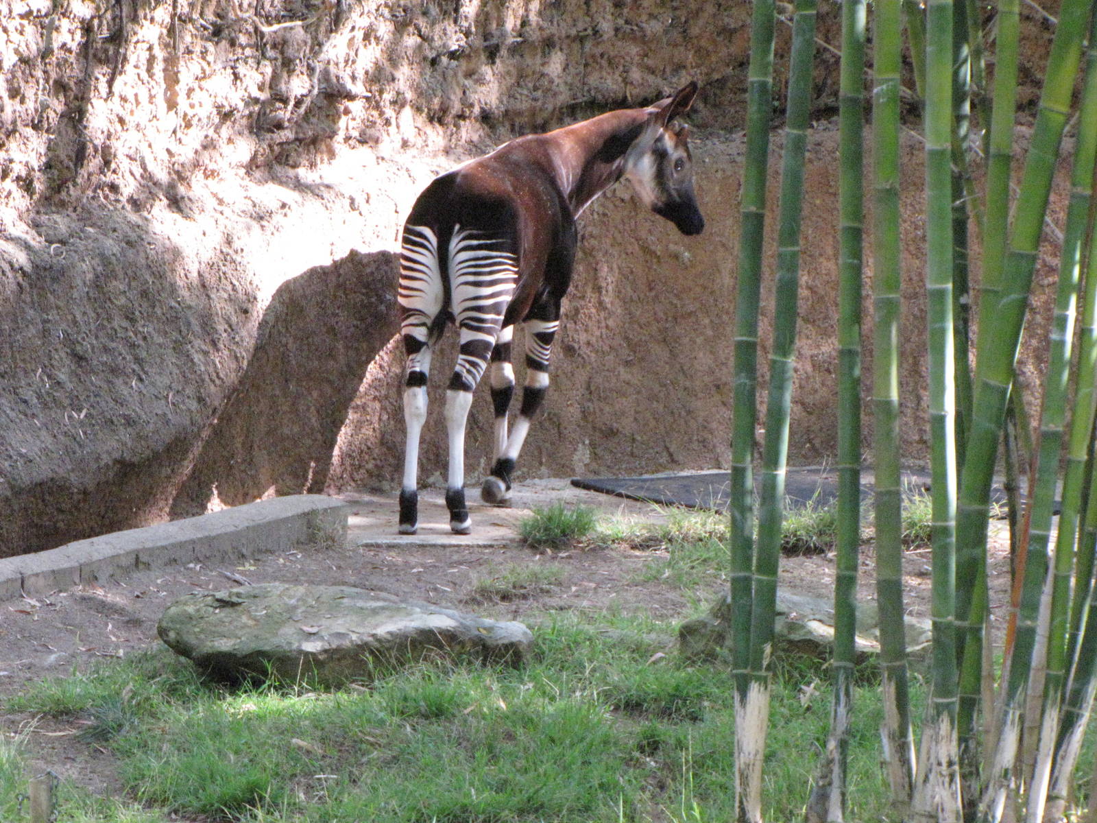Okapi