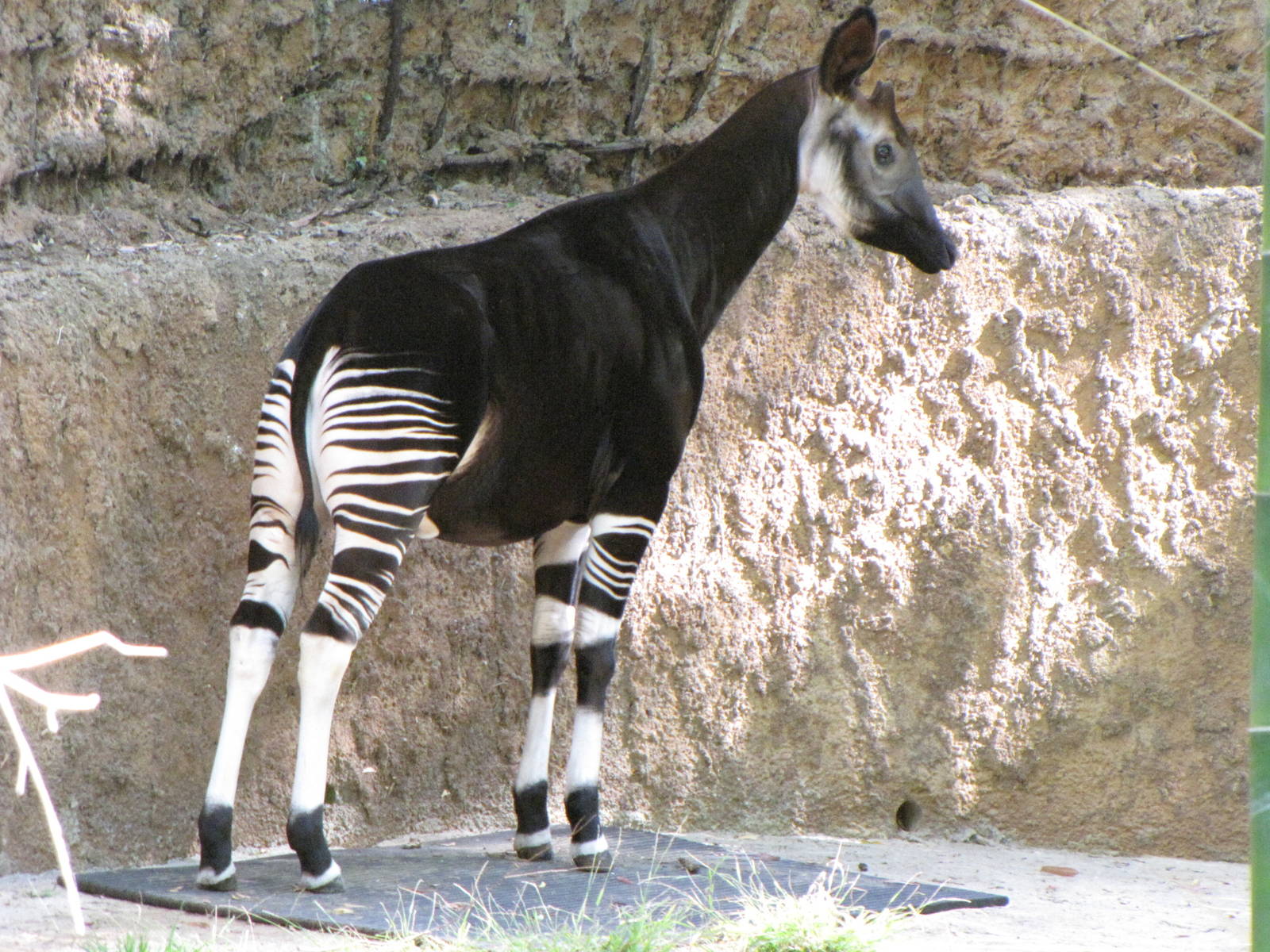 Okapi