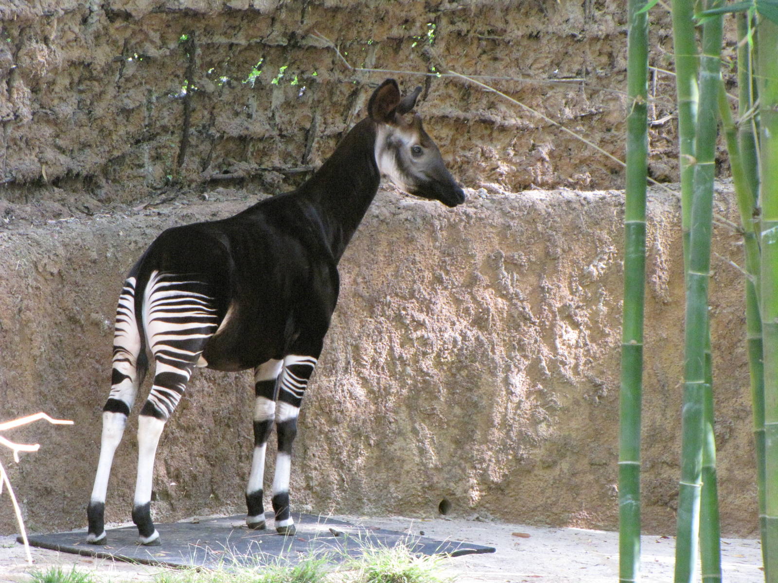 Okapi