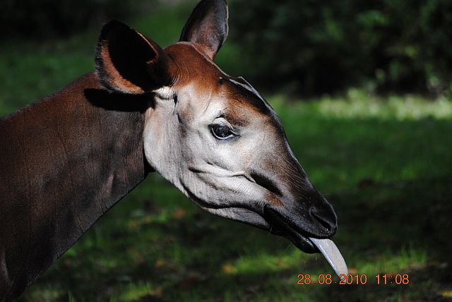 Okapi