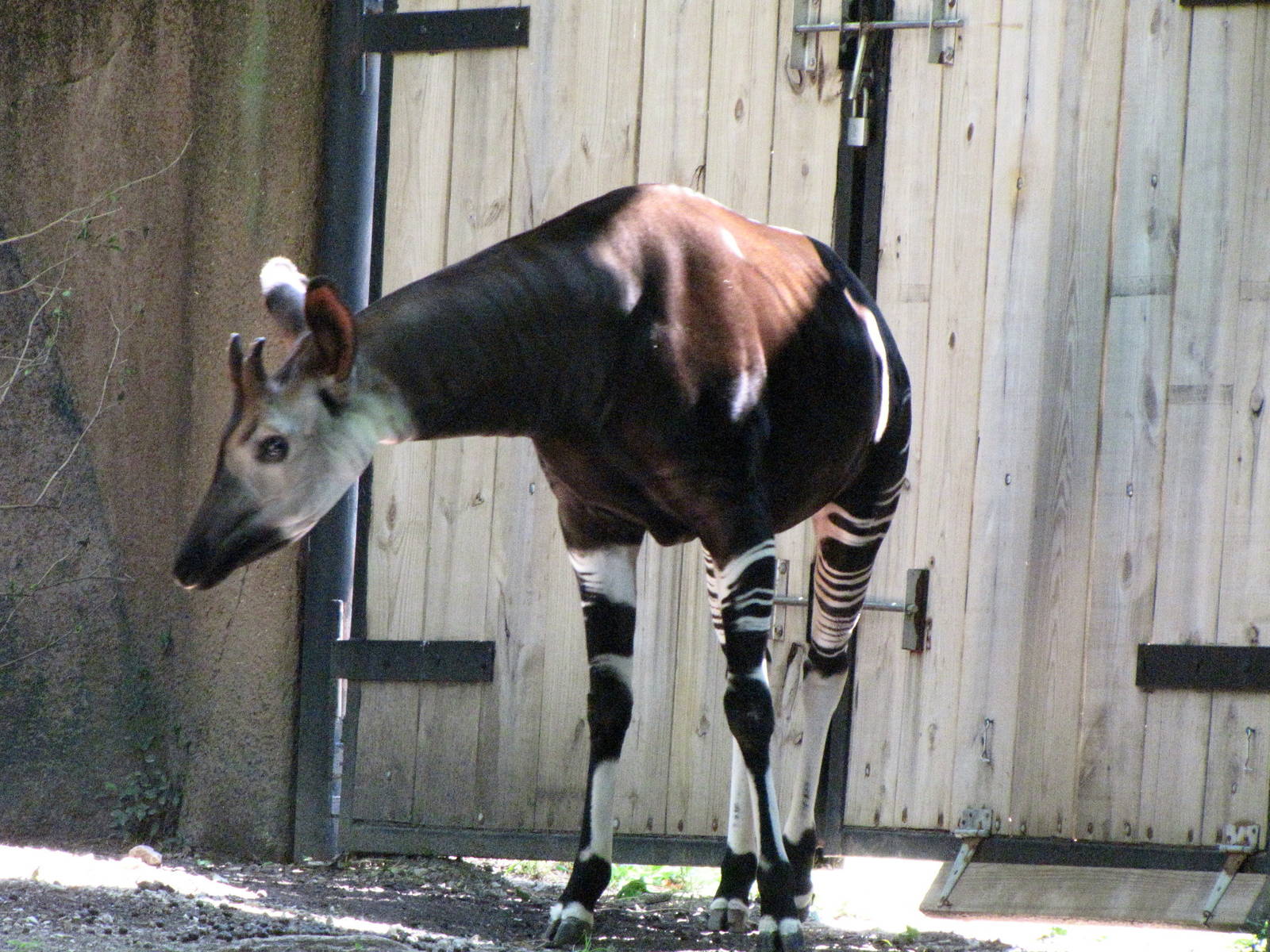Okapi