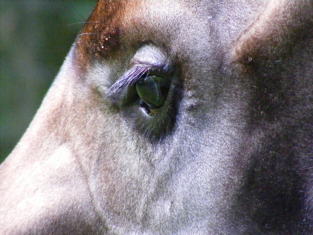 Okapi