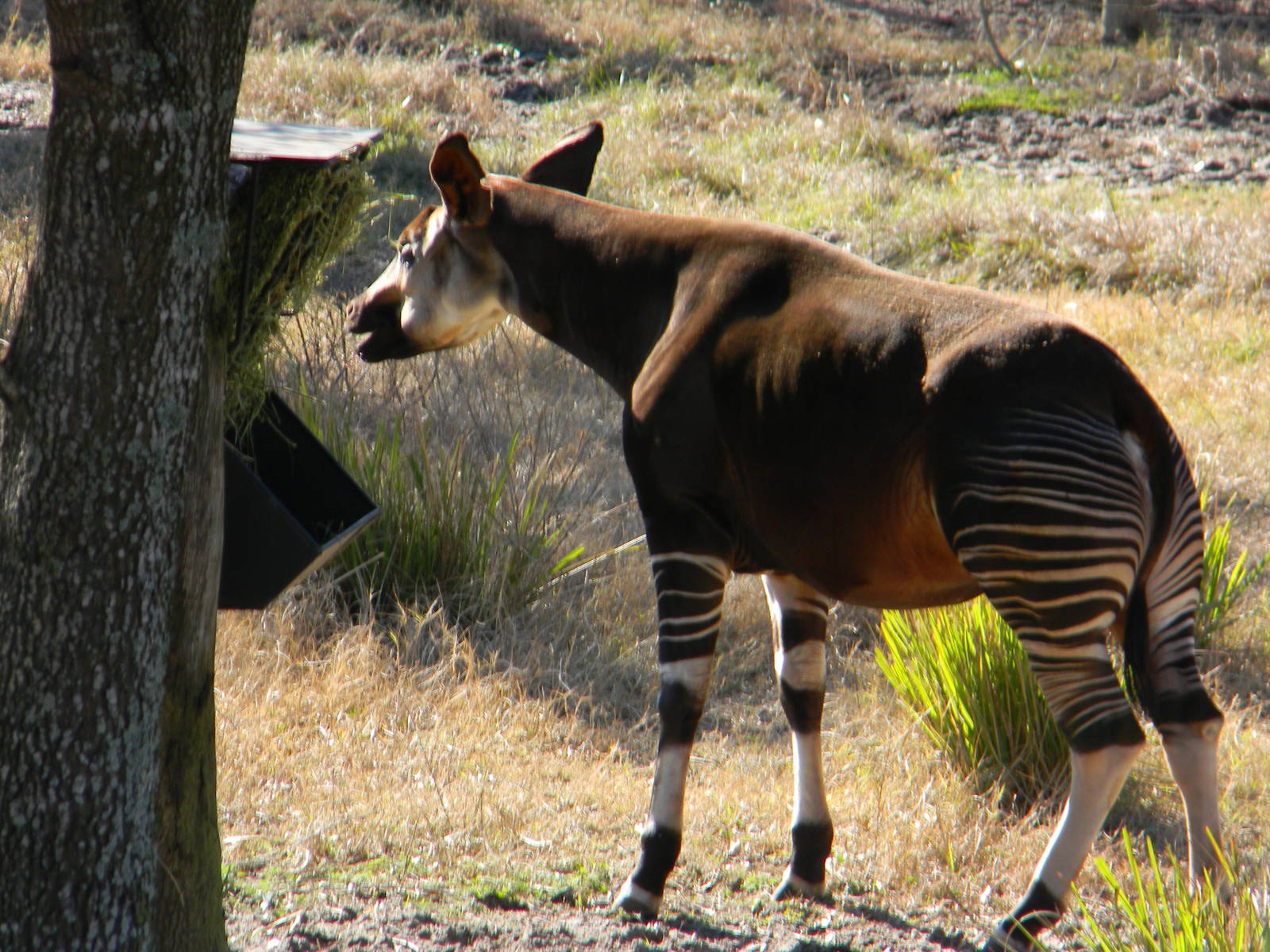 Okapi