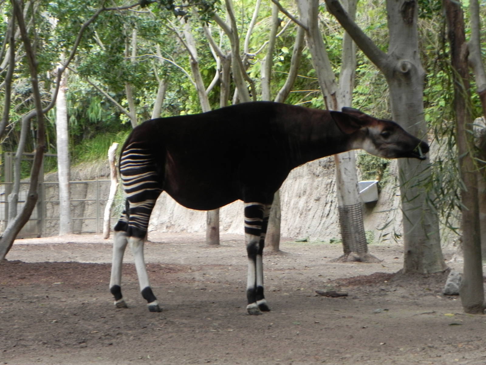 okapi