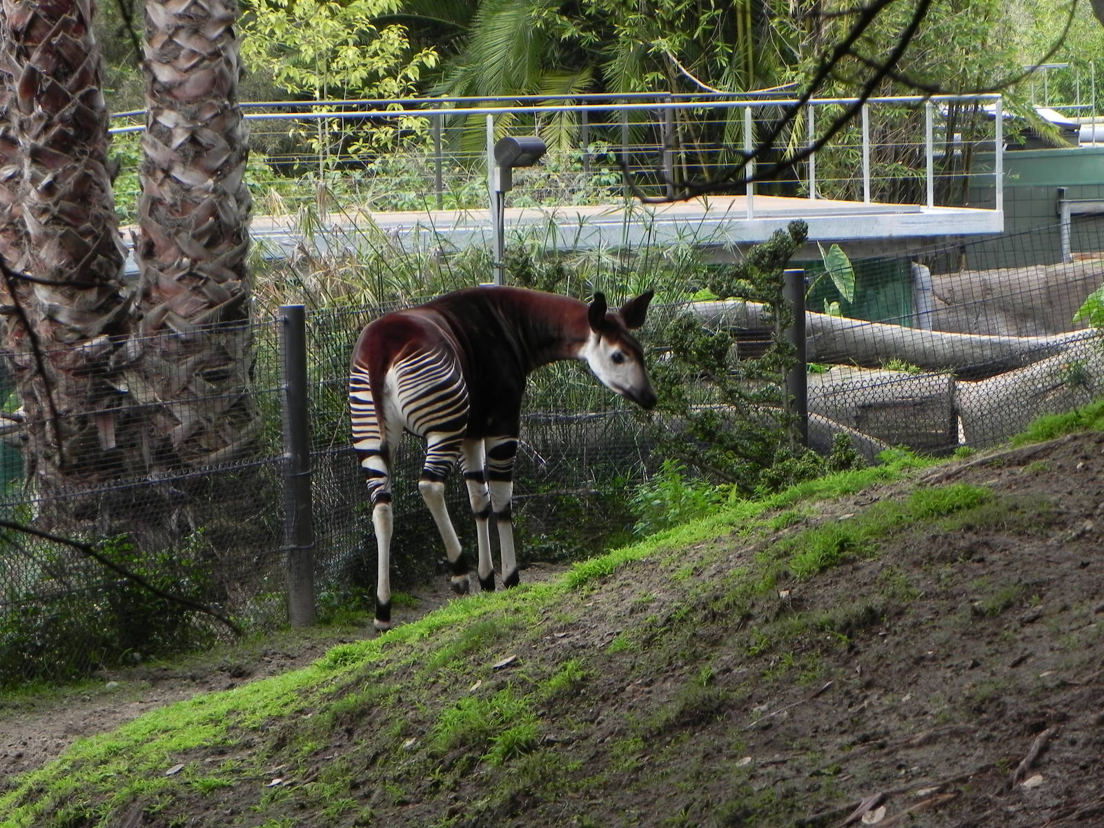 okapi
