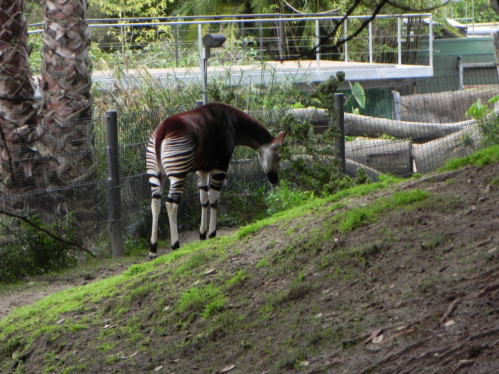 okapi