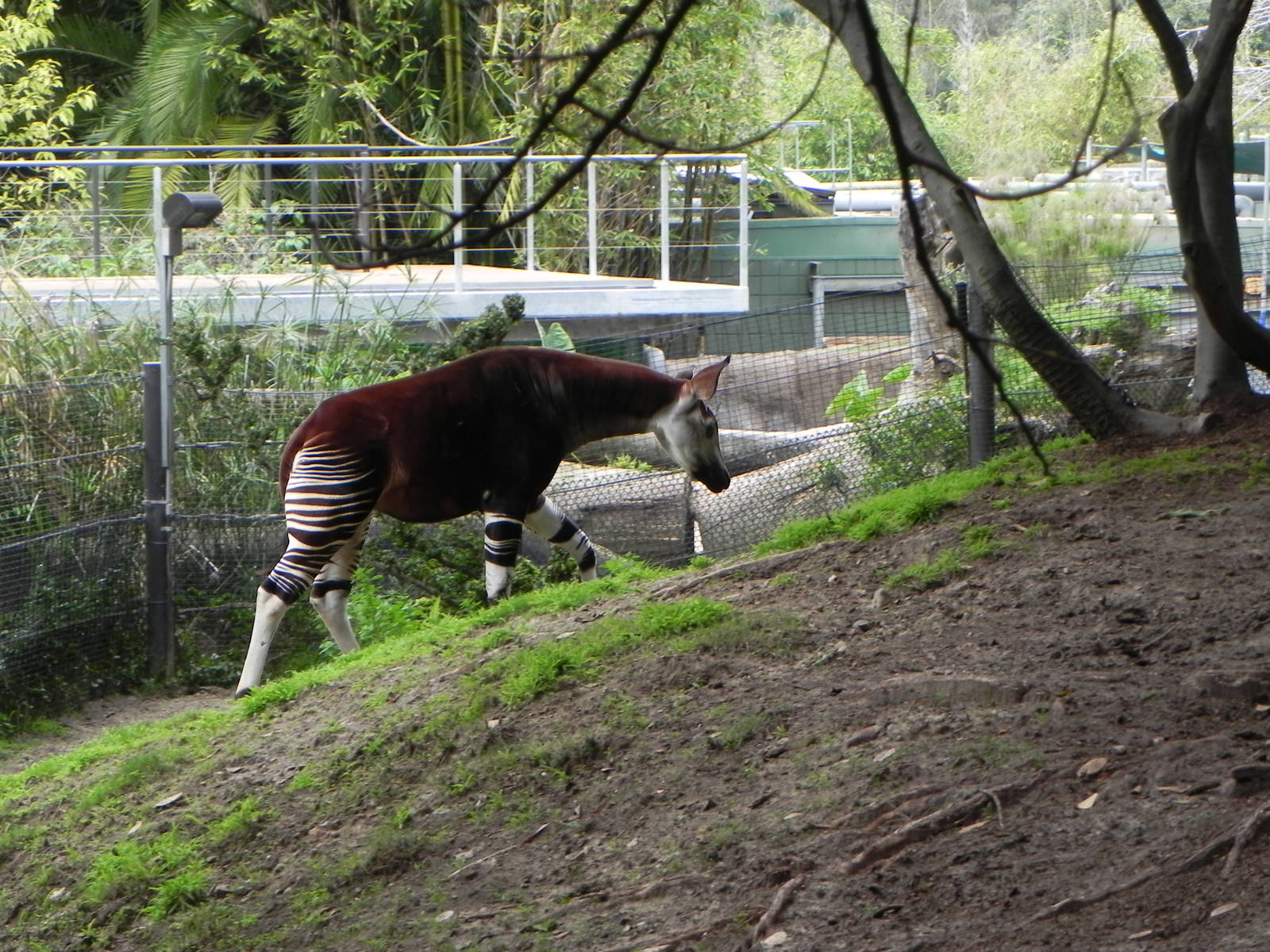 okapi
