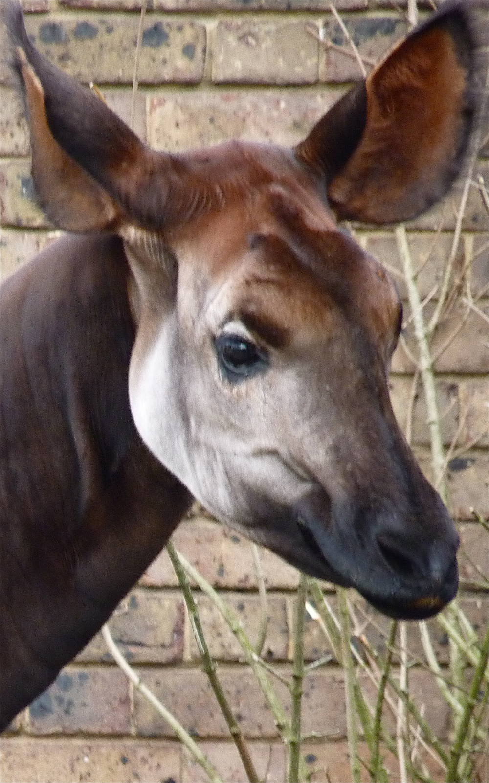 Okapi