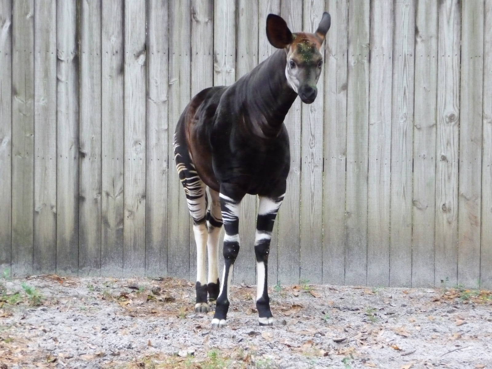 Okapi