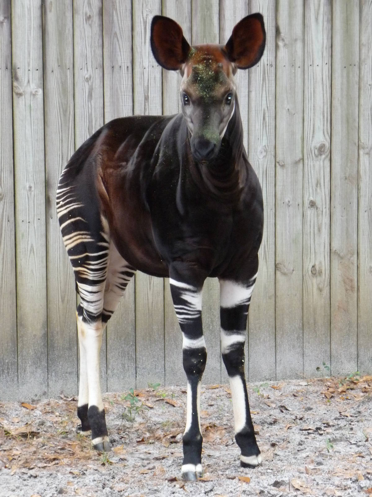 Okapi
