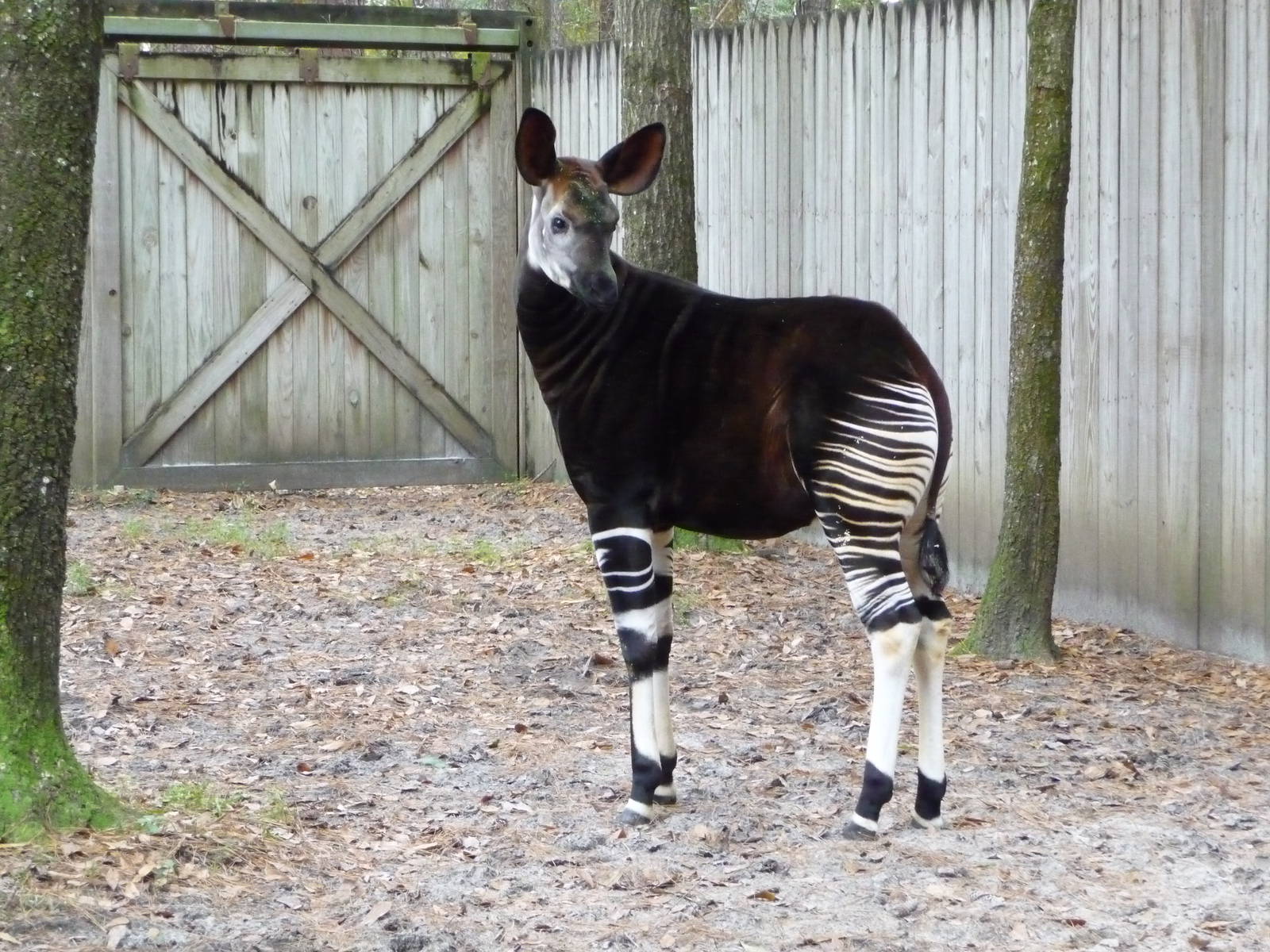 Okapi