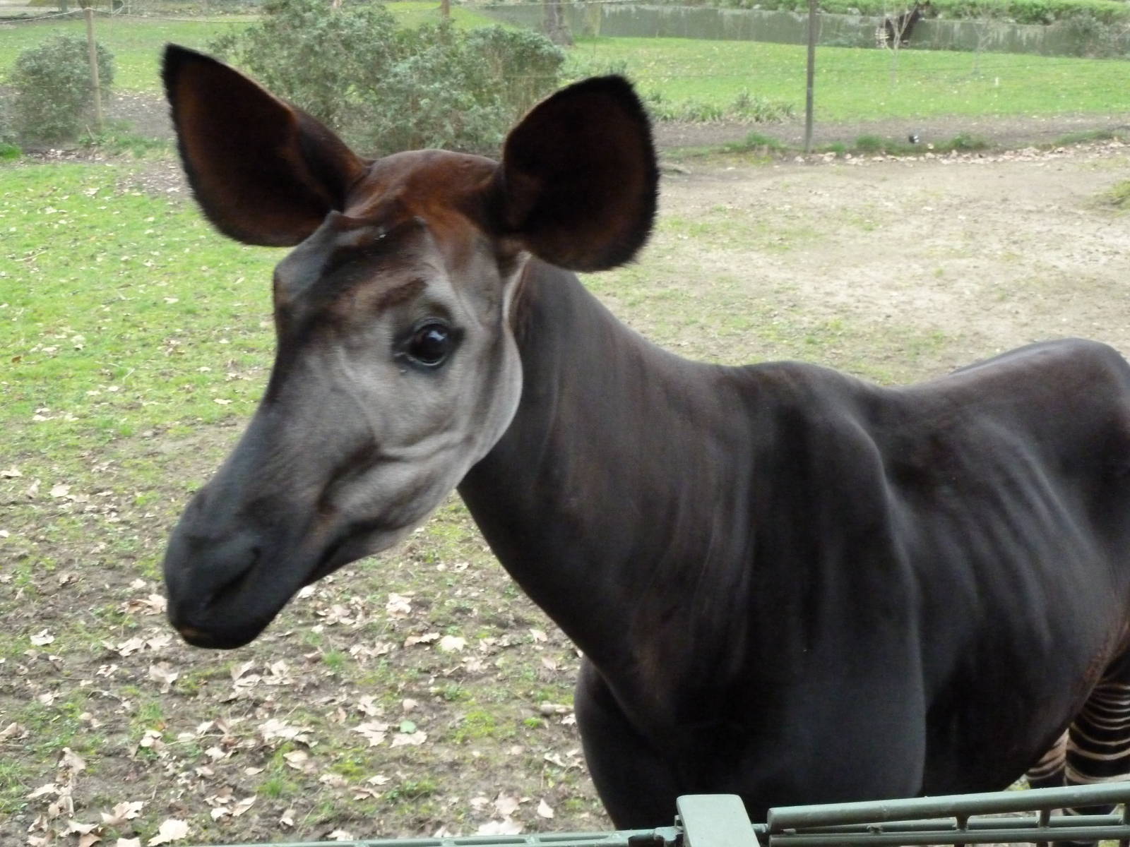 Okapi