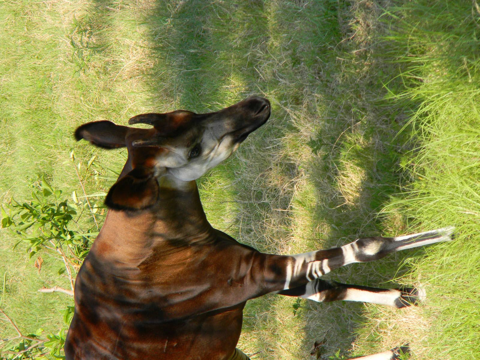 Okapi
