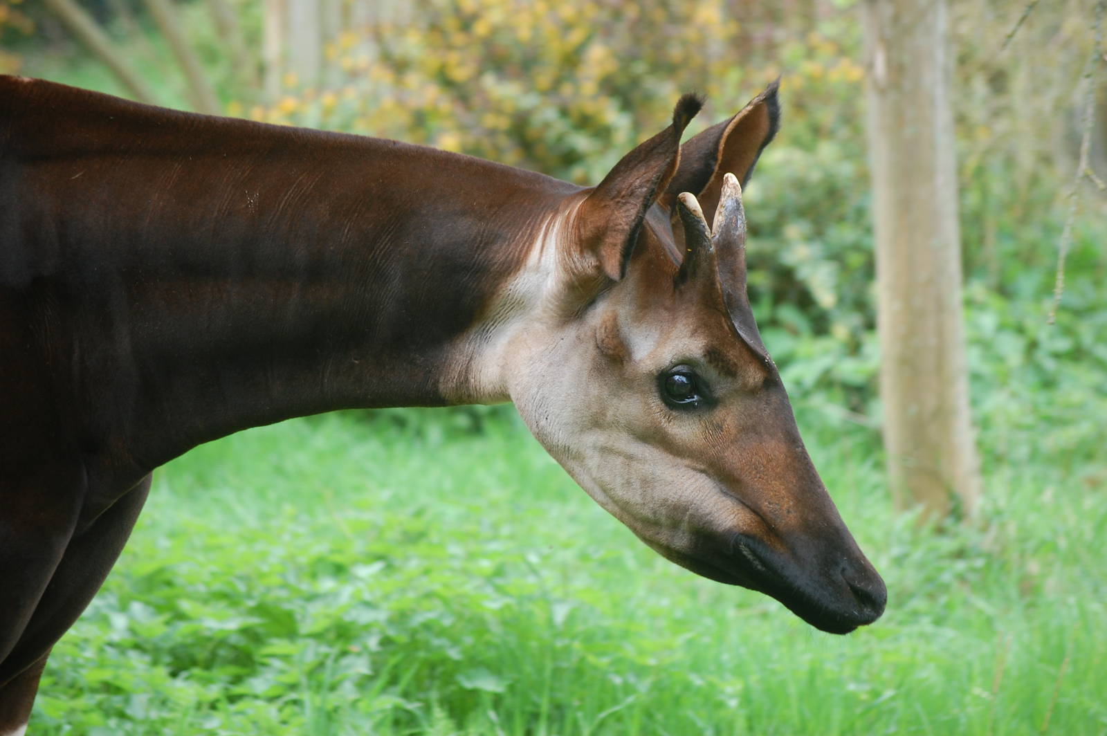 Okapi