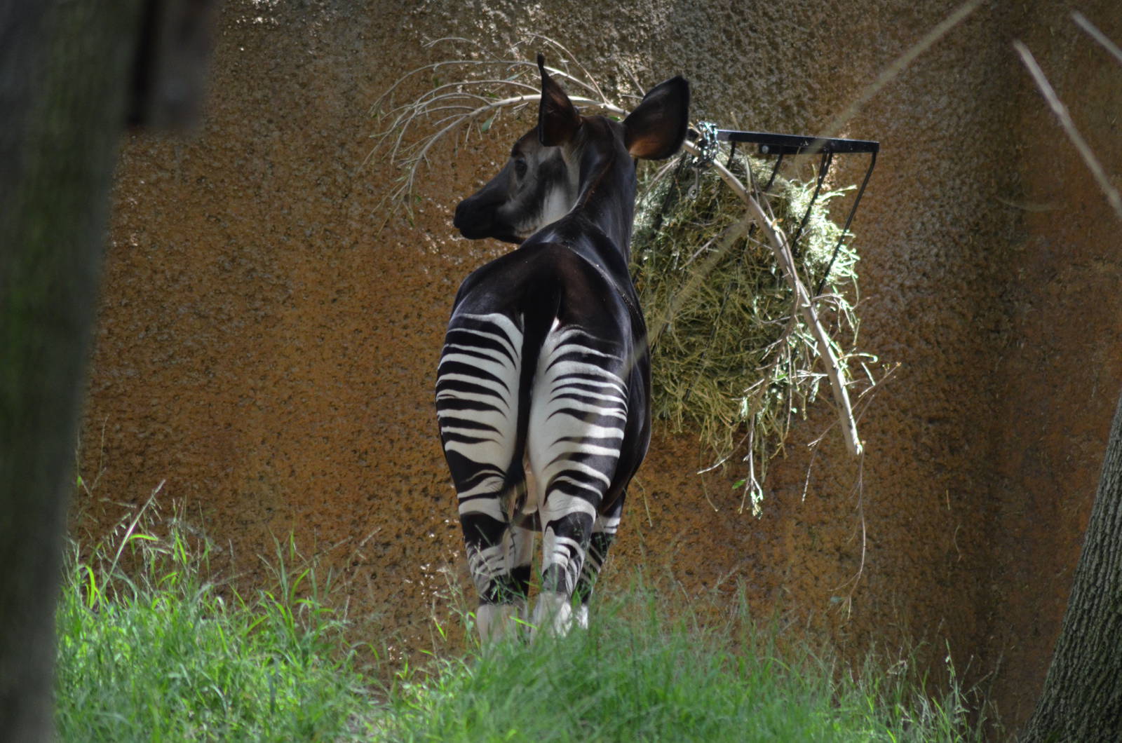 Okapi