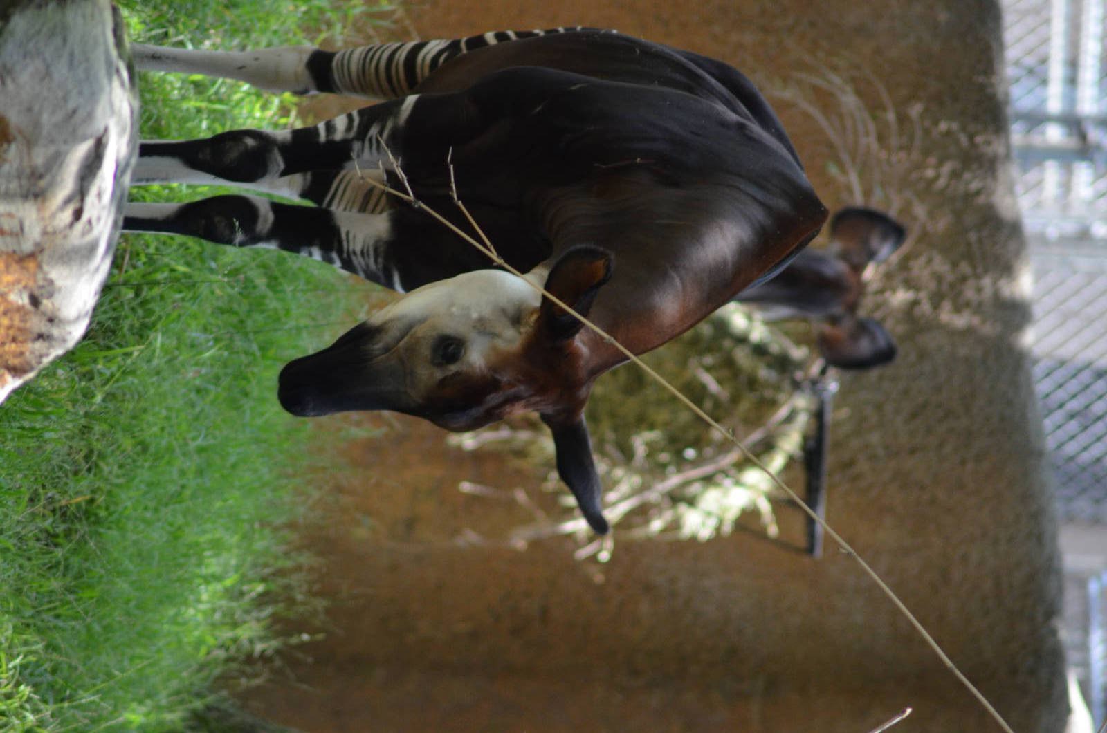 Okapi