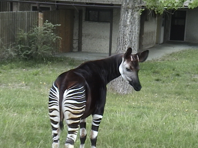 Okapi