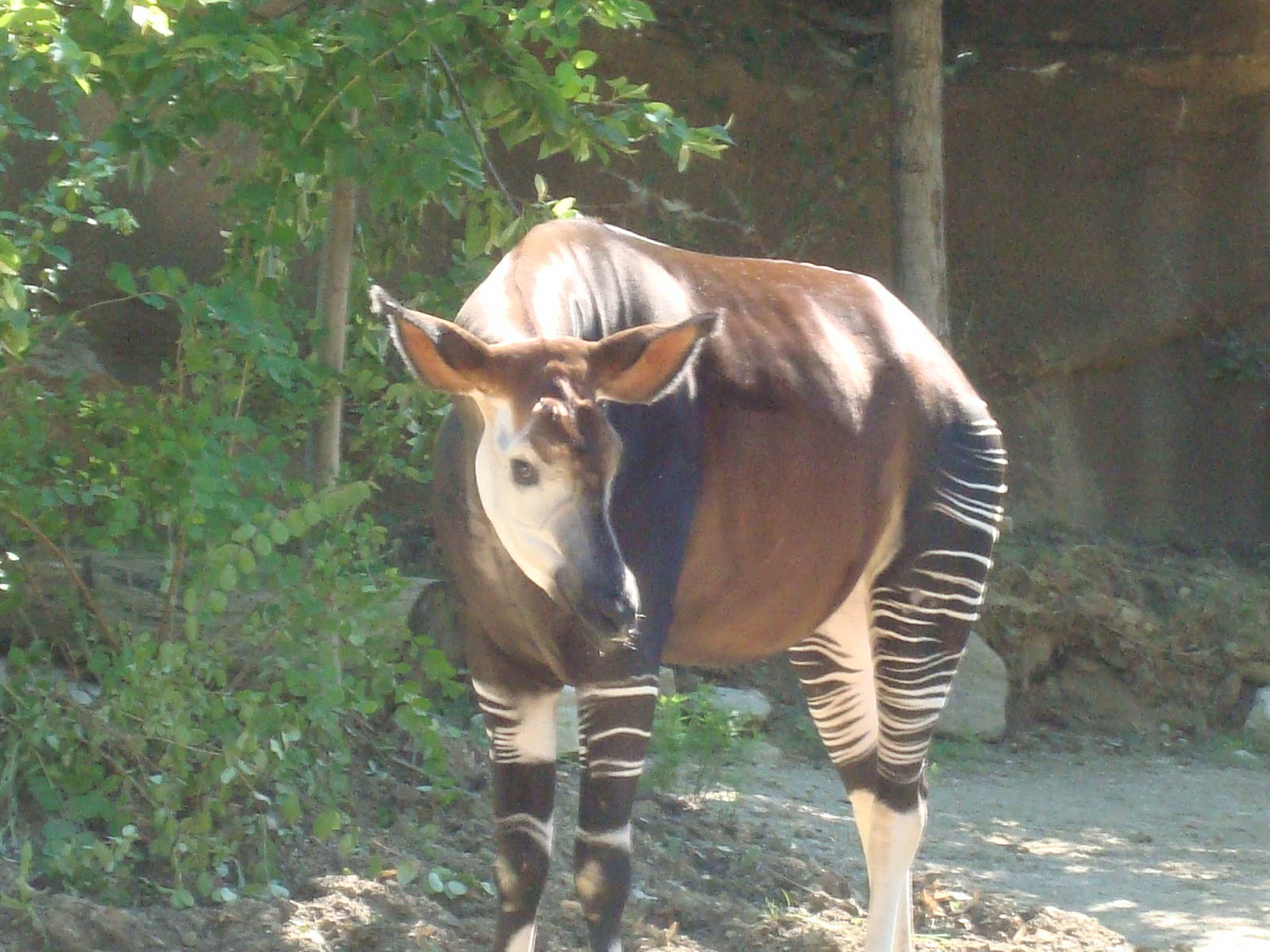 Okapi
