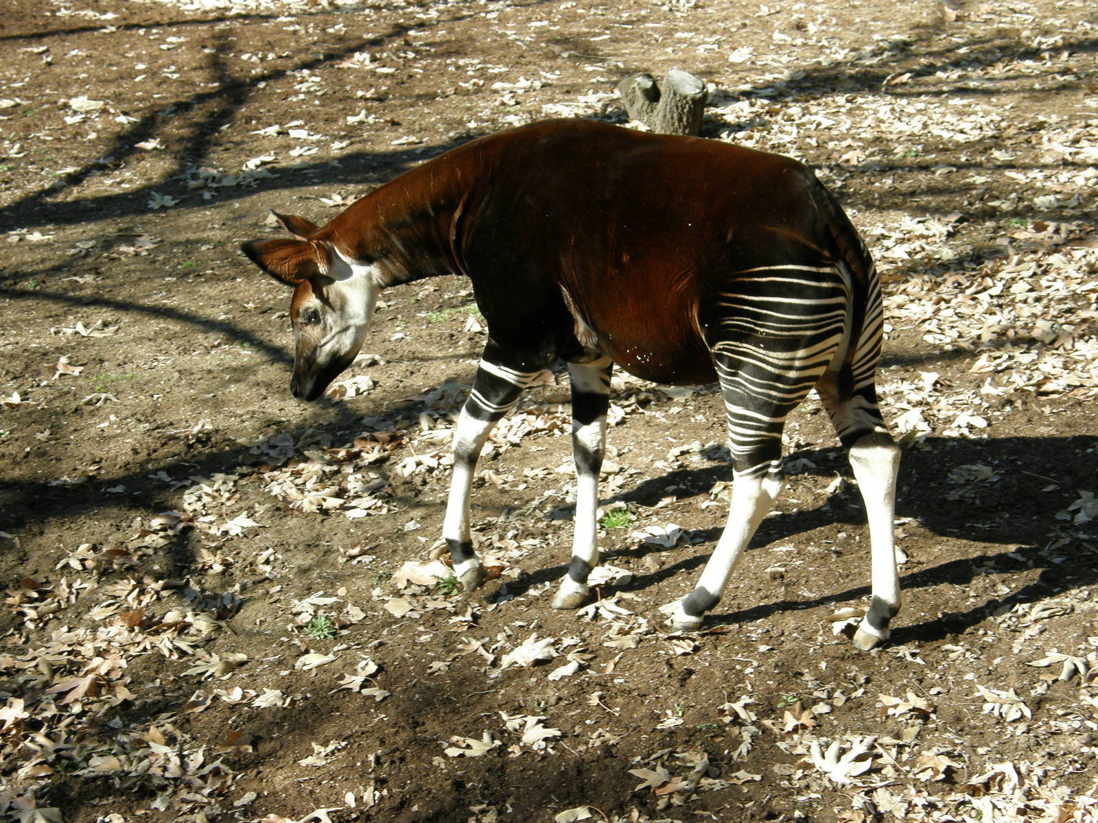 okapi