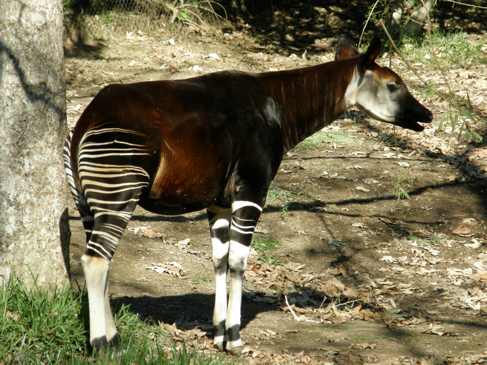 okapi