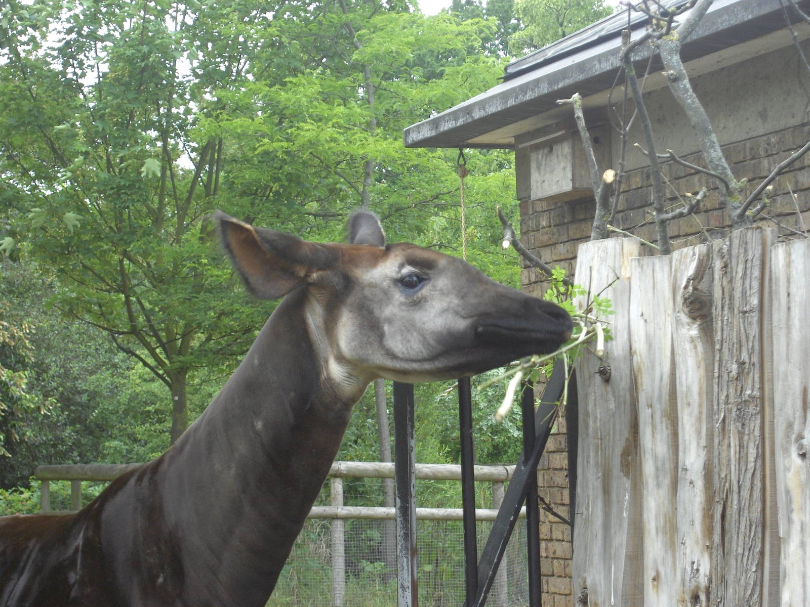 Okapi