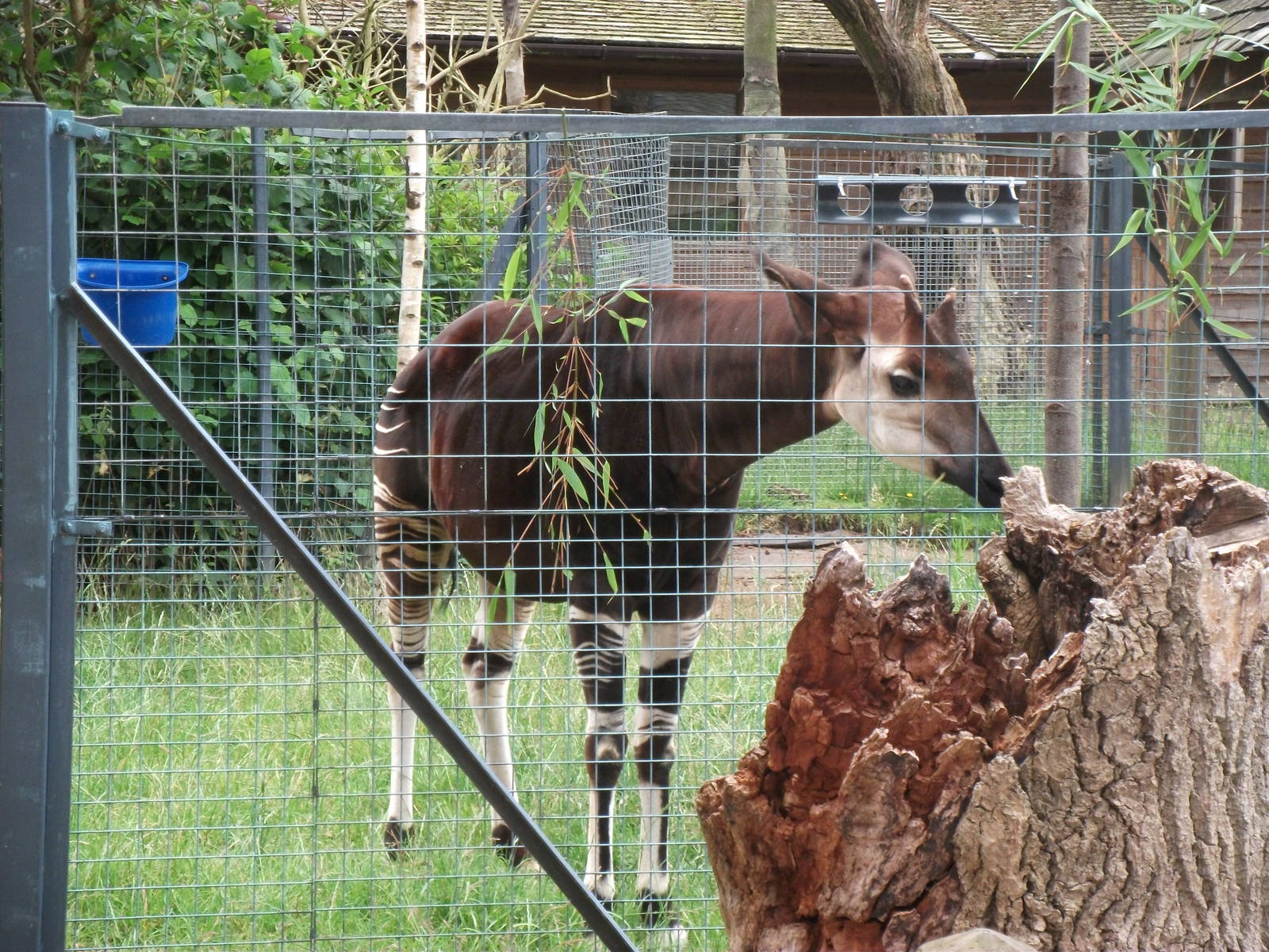 Okapi
