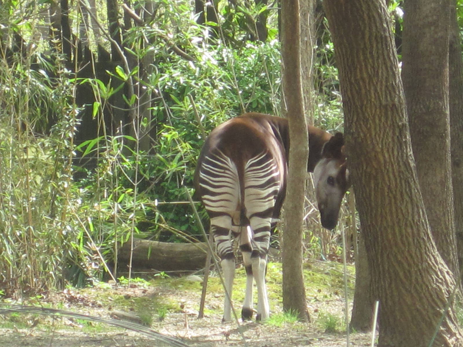 Okapi