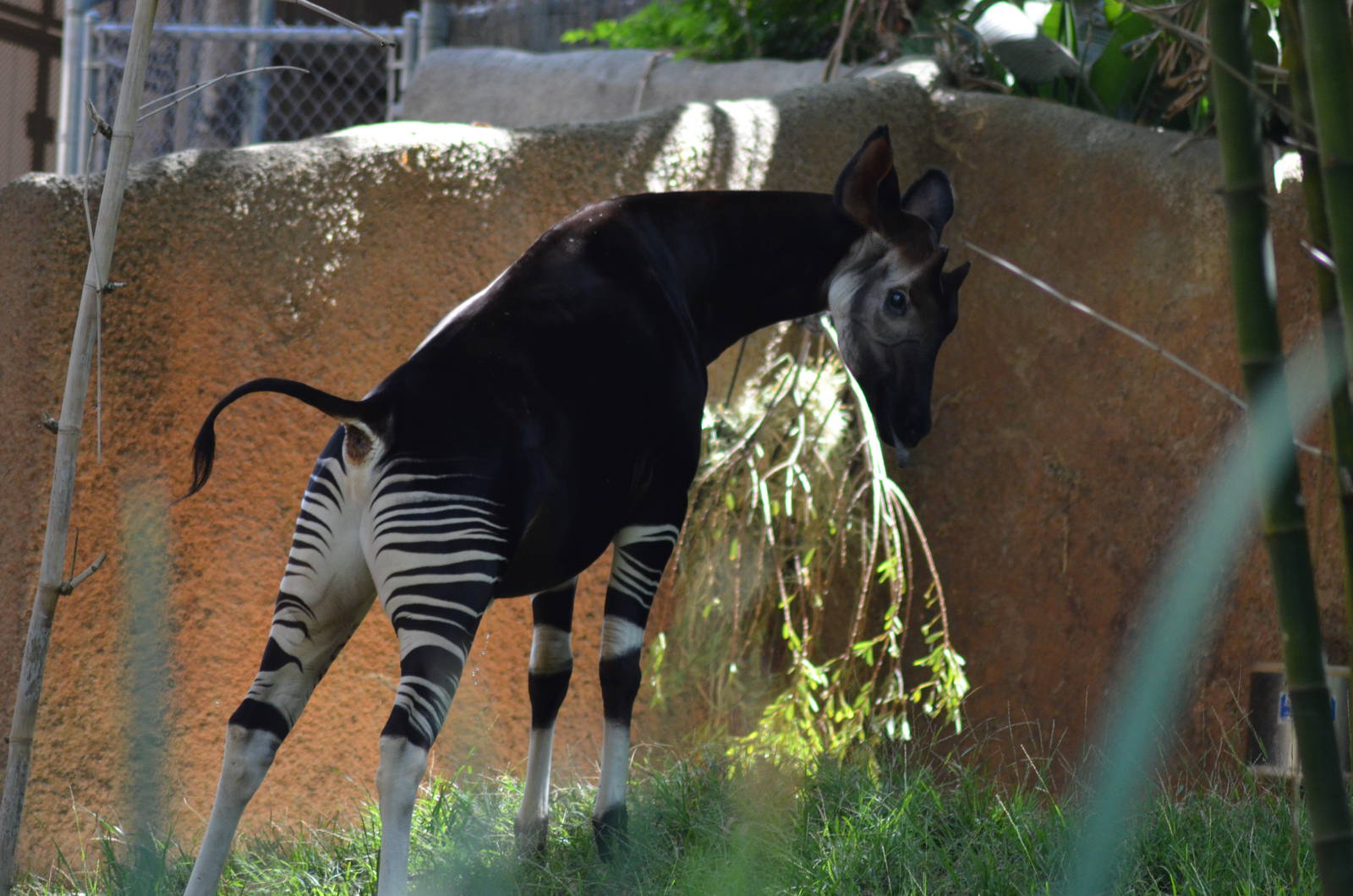Okapi