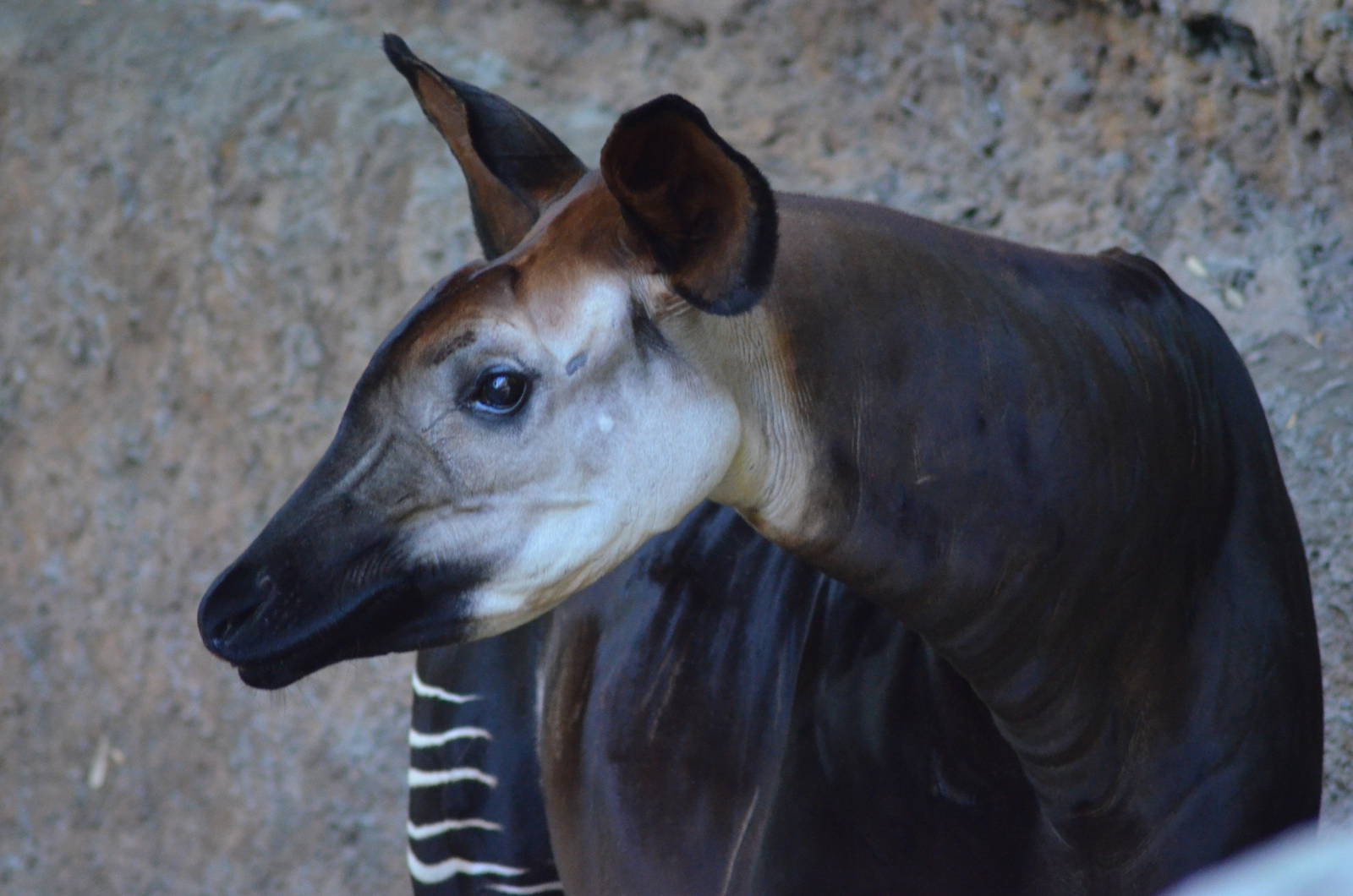 Okapi