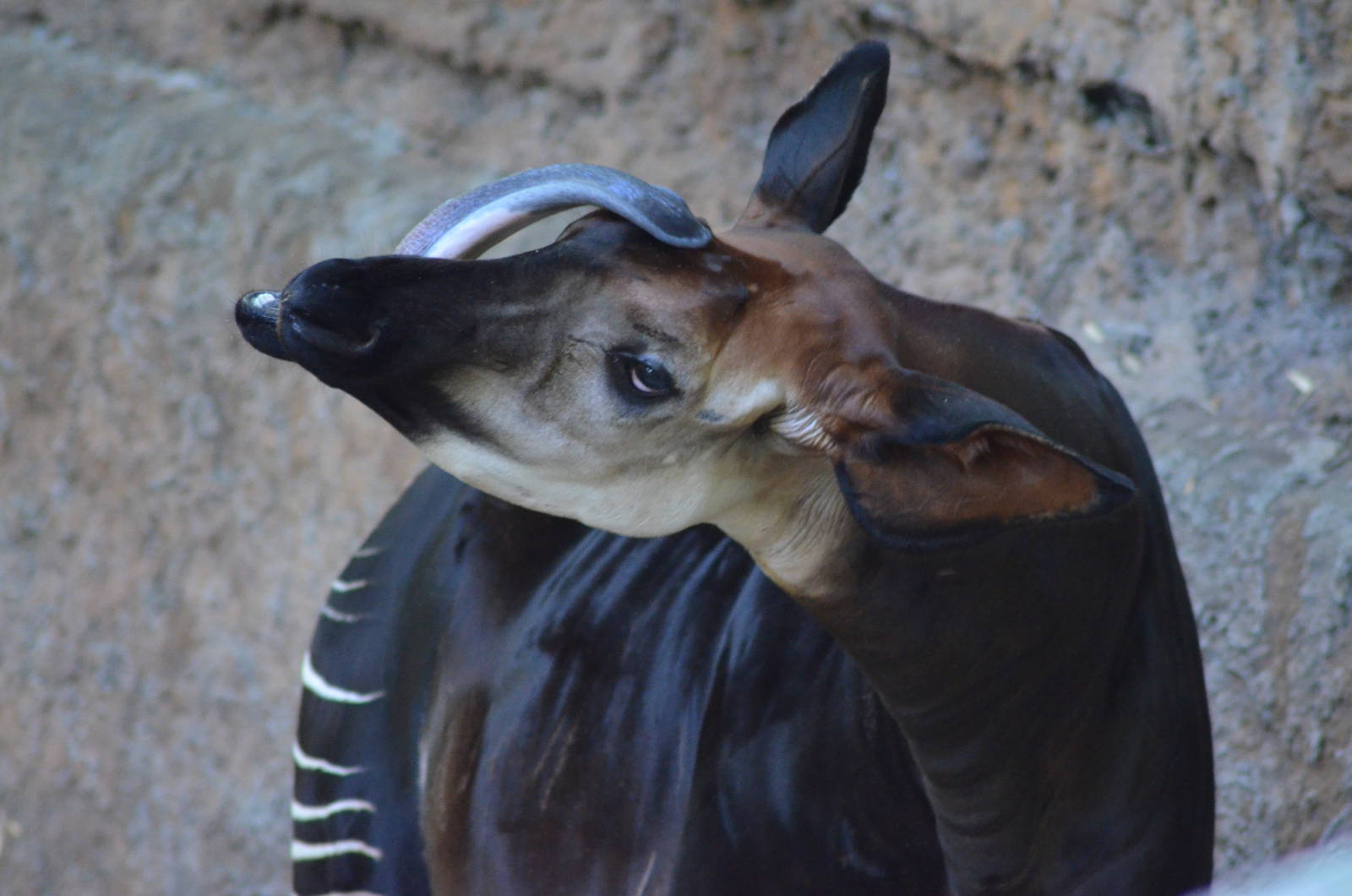 Okapi