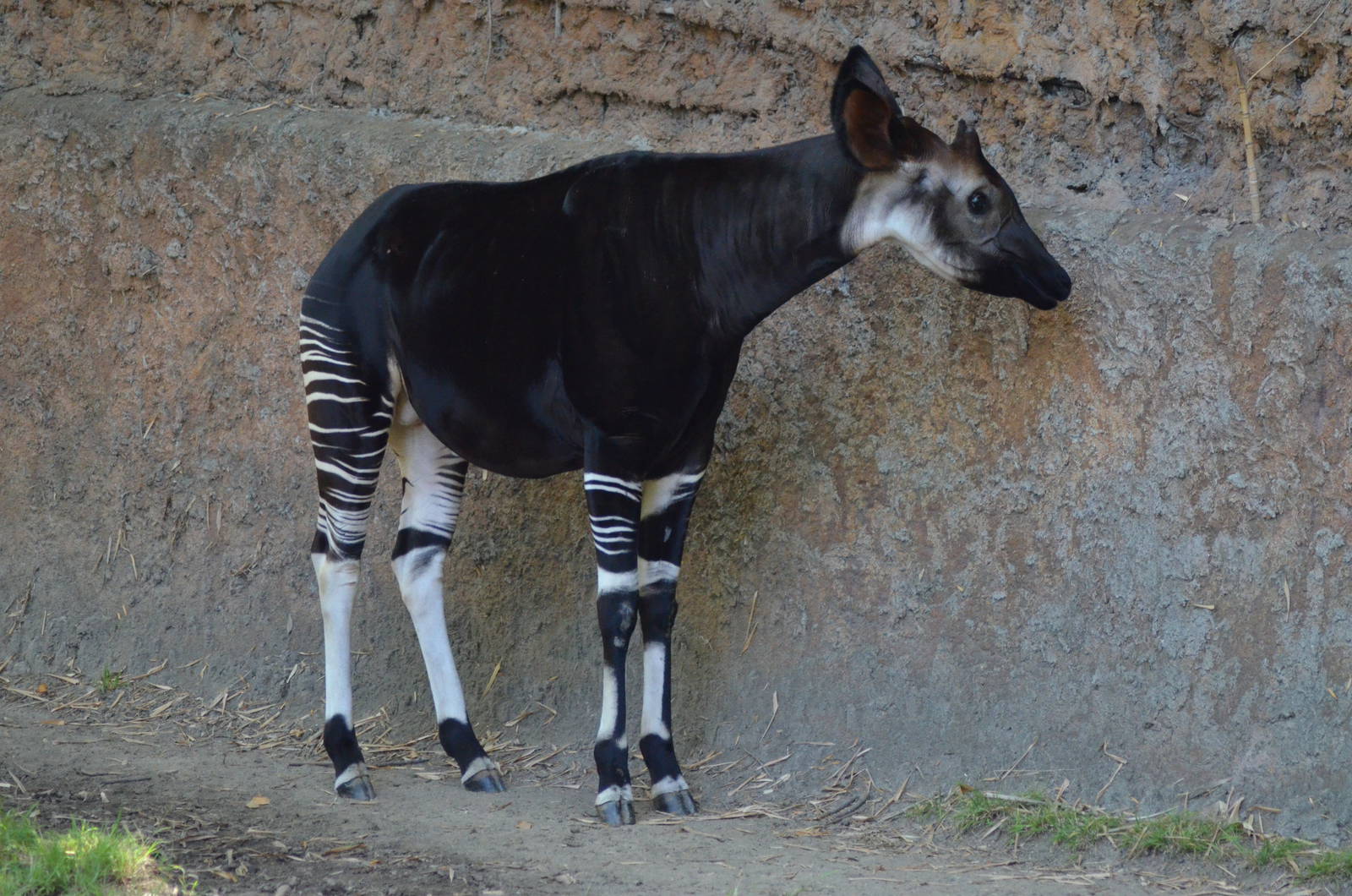 Okapi