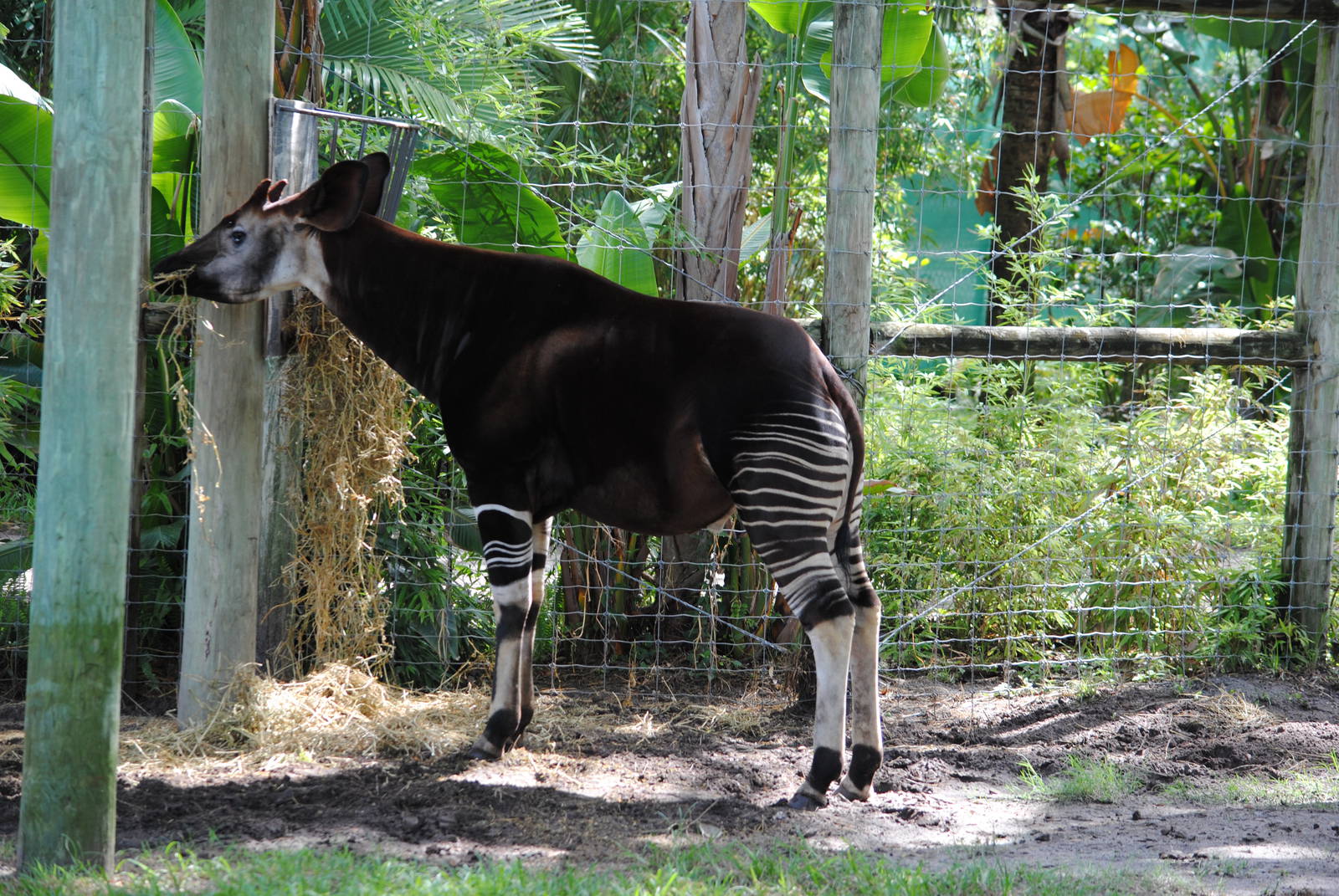 Okapi