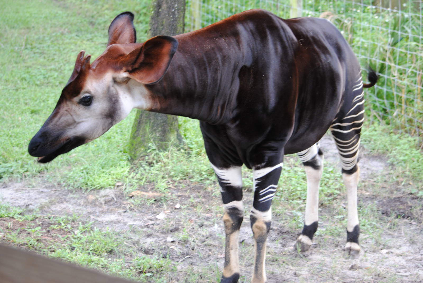 Okapi