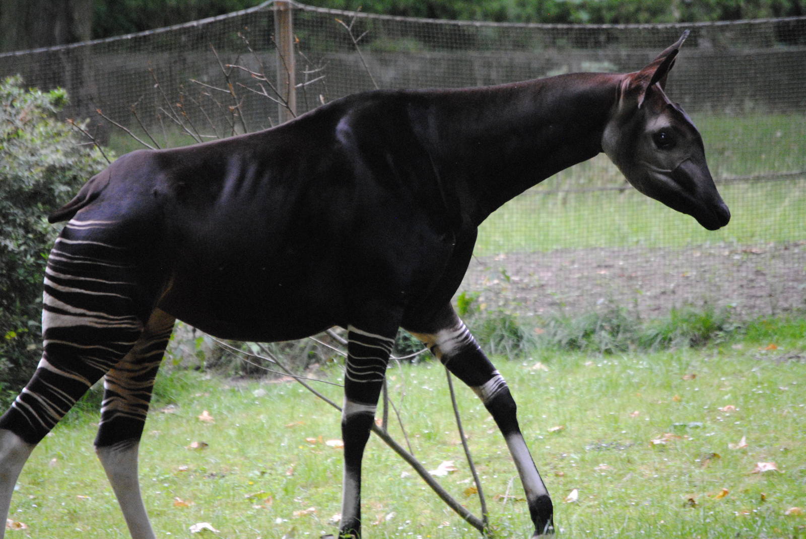 Okapi