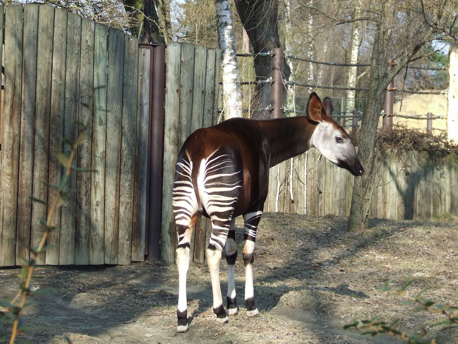 Okapi